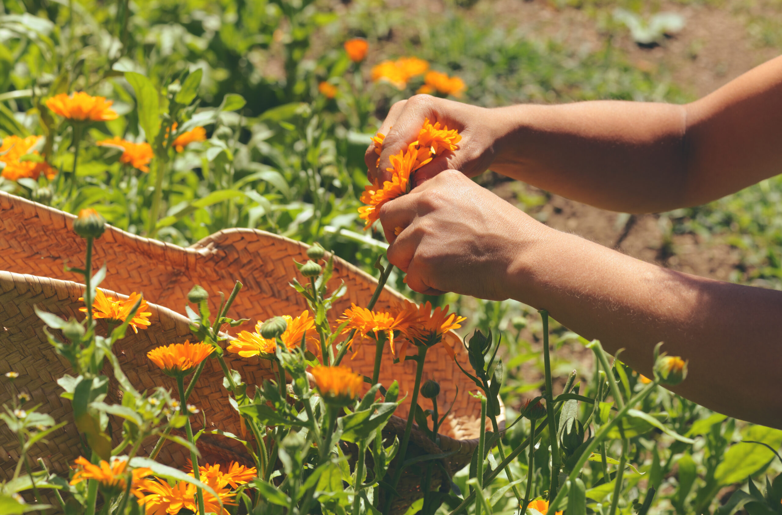 calendula liniment calcaire eczebio