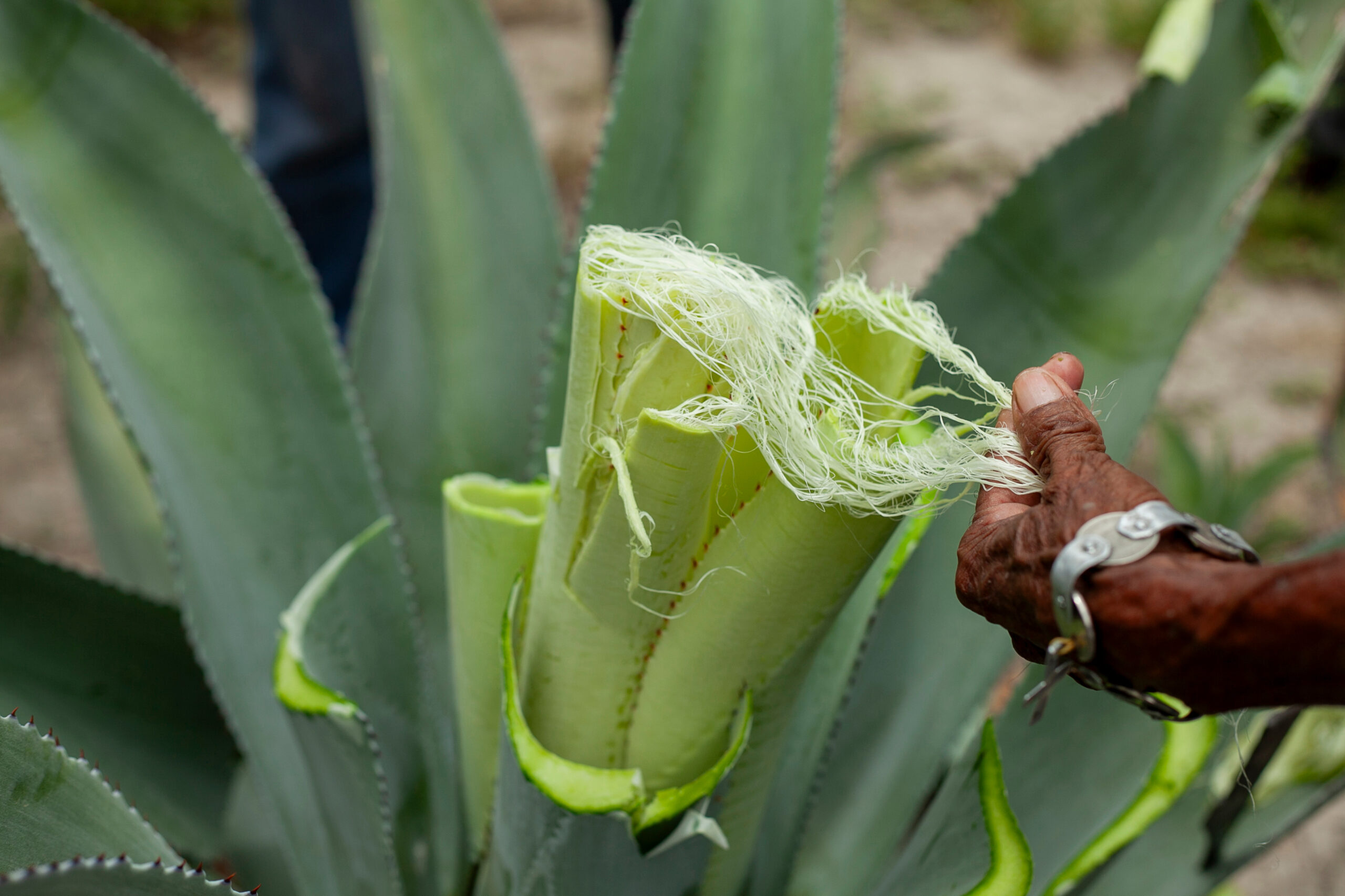 agave probiotique eczéma